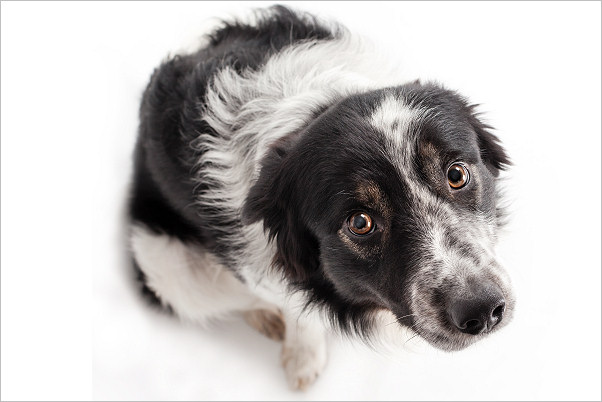 A stressed, anxious dog.