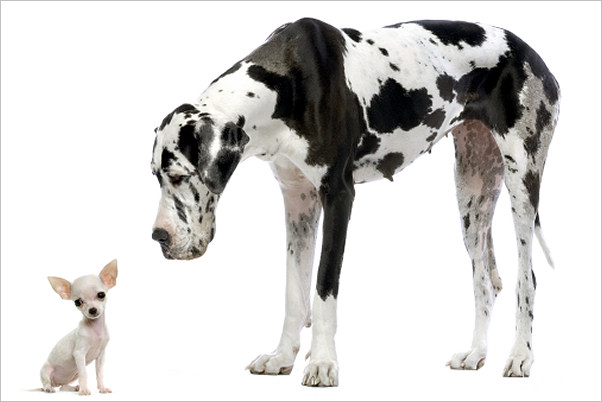 Tiny and huge dog together