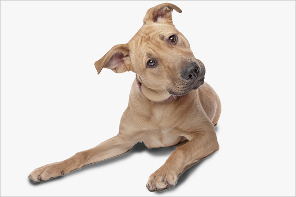 Zen dog training session in Pembrokeshire