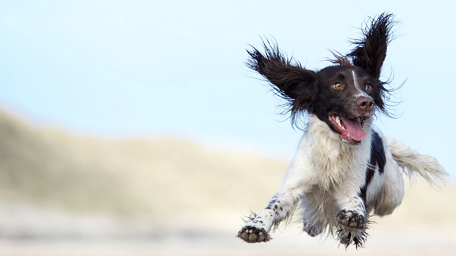 A happy Zen Dog in Pembrokeshire jumping with joy